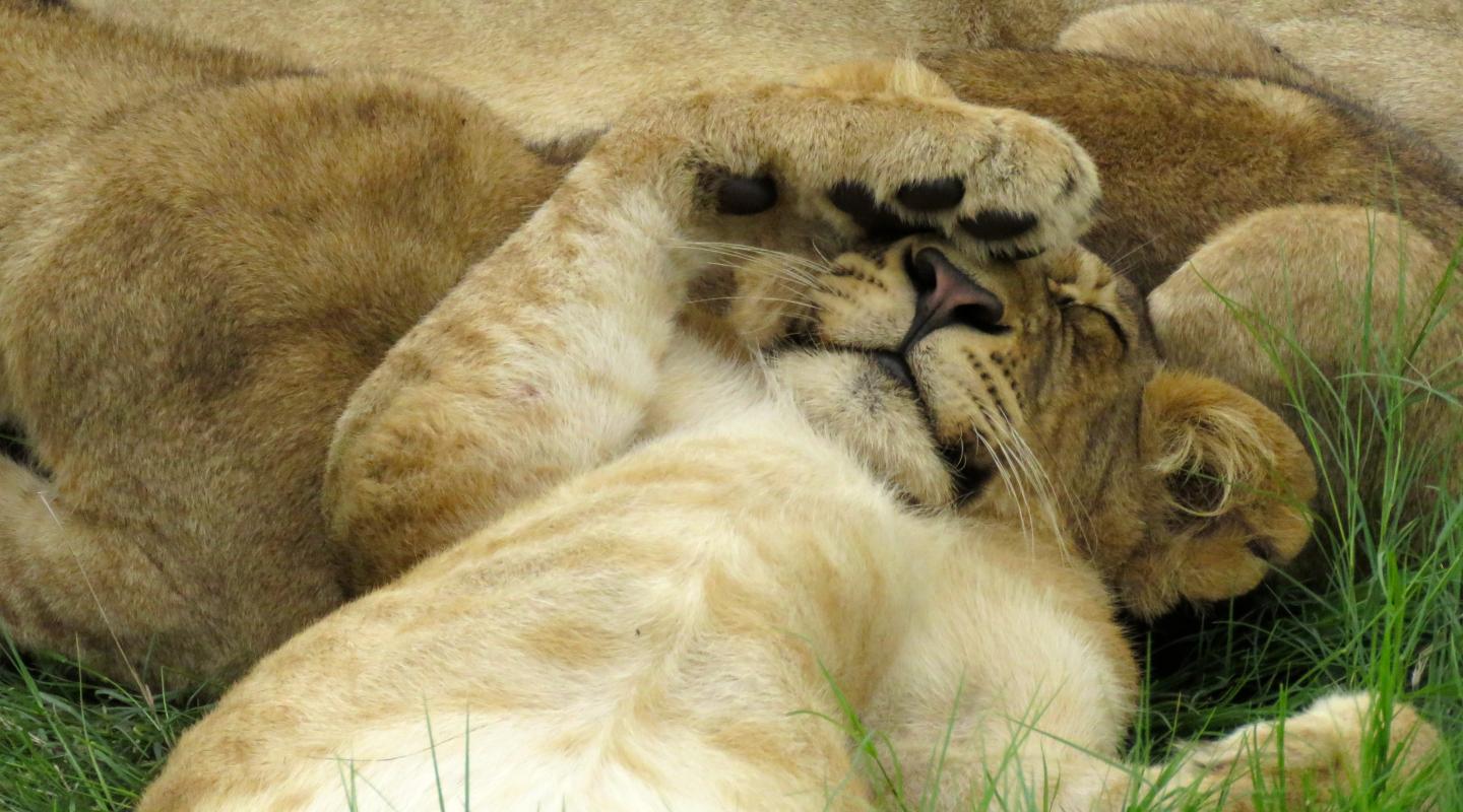 Top 10 Facts About Lions Wwf